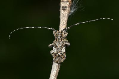 <i>Mesosa nebulosa</i>