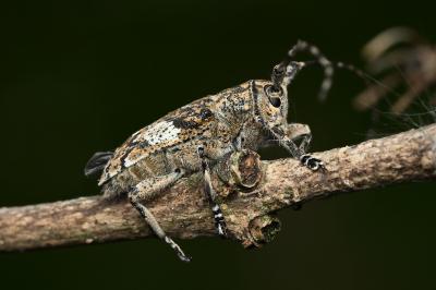 <i>Mesosa nebulosa</i>