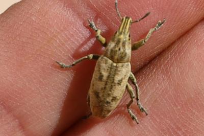 <i>Cleonis pigra</i>