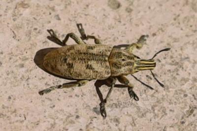 <i>Cleonis pigra</i>