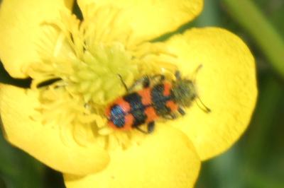 <i>Trichodes alvearius</i>