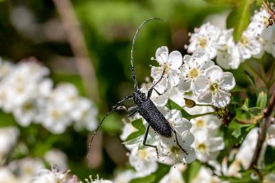 <i>Cerambyx scopolii</i>