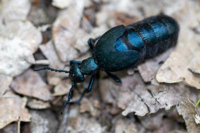 <i>Meloe violaceus</i>