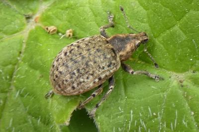 <i>Liophloeus tessulatus</i>