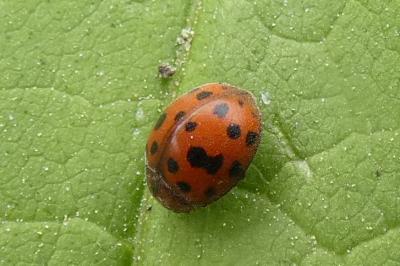 <i>Subcoccinella vigintiquatuorpunctata</i>