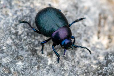 <i>Timarcha goettingensis</i>