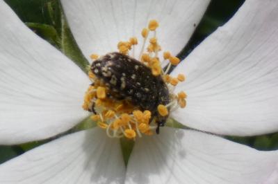 <i>Oxythyrea funesta</i>