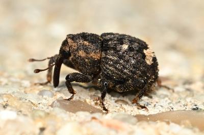 <i>Echinodera hypocrita</i>