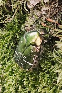 <i>Cetonia aurata</i>