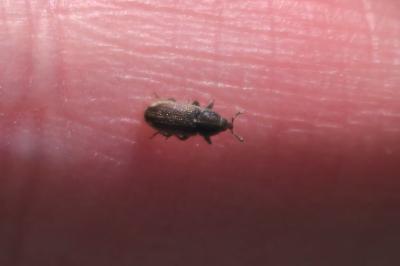 <i>Mecinus circulatus</i>