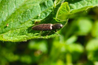 <i>Athous haemorrhoidalis</i>
