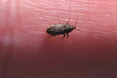 <i>Mecinus circulatus</i>