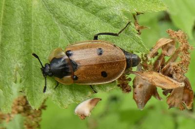 <i>Dendroxena quadrimaculata</i>