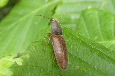 <i>Athous haemorrhoidalis</i>