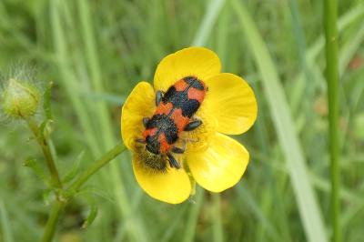 <i>Trichodes alvearius</i>