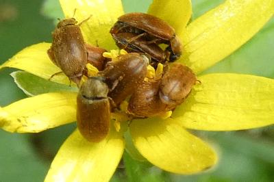 <i>Byturus ochraceus</i>