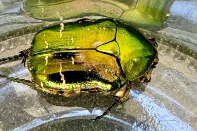 <i>Cetonia aurata</i>