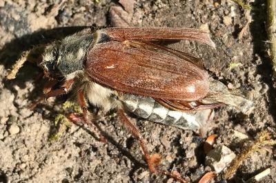 <i>Melolontha melolontha</i>