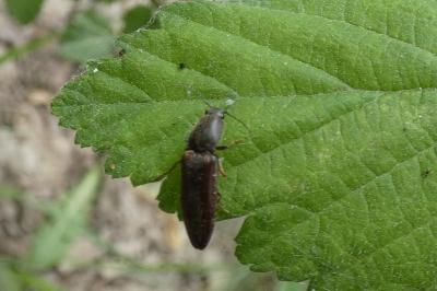 <i>Athous haemorrhoidalis</i>