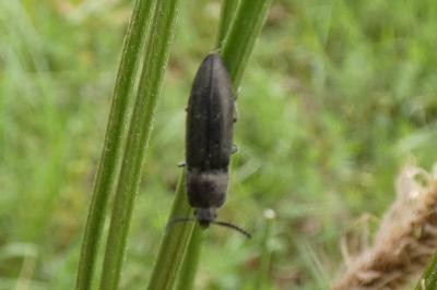 <i>Cidnopus pilosus</i>