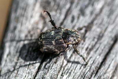 <i>Valgus hemipterus</i>