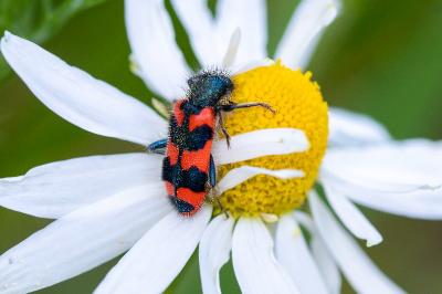 <i>Trichodes alvearius</i>