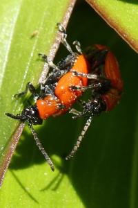 <i>Lilioceris lilii</i>