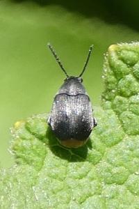 <i>Bruchidius siliquastri</i>