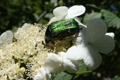 <i>Cetonia aurata</i>