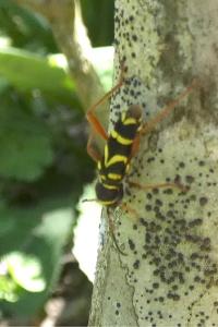 <i>Clytus arietis</i>