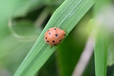 <i>Henosepilachna argus</i>