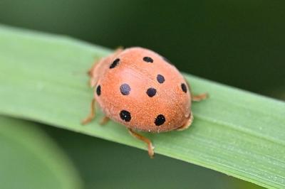 <i>Henosepilachna argus</i>