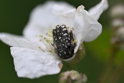 <i>Oxythyrea funesta</i>