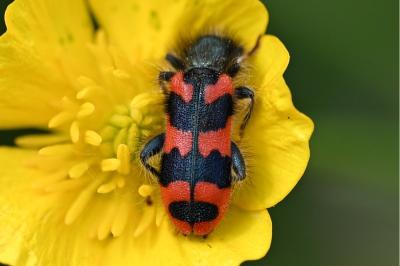 <i>Trichodes alvearius</i>