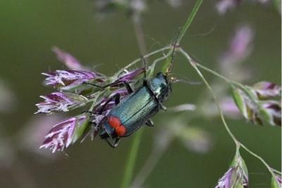 <i>Malachius bipustulatus</i>