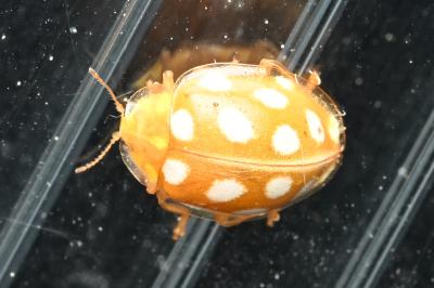 <i>Halyzia sedecimguttata</i>