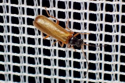 <i>Rhagonycha lignosa</i>