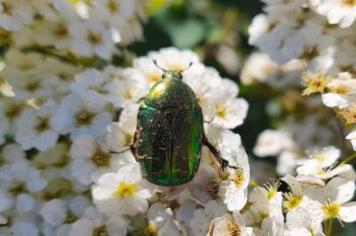 <i>Cetonia aurata</i>