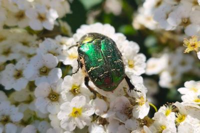 <i>Cetonia aurata</i>