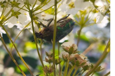 <i>Cetonia aurata</i>