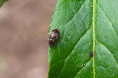 <i>Ochina ptinoides</i>