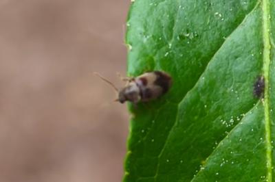 <i>Ochina ptinoides</i>