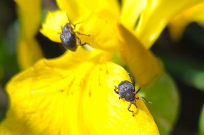 <i>Mononychus punctumalbum</i>