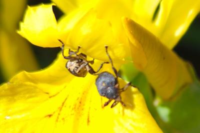 <i>Mononychus punctumalbum</i>