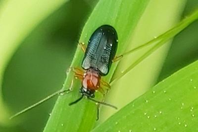 <i>Oulema melanopus/duftschmidi</i>