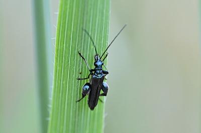 <i>Oedemera nobilis</i>