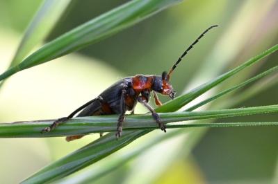 <i>Cantharis rustica</i>