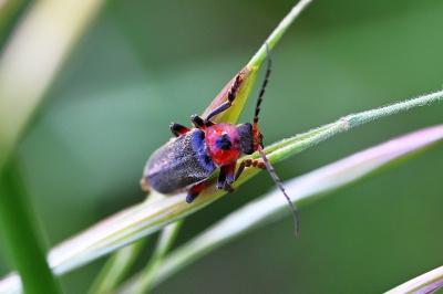 <i>Cantharis rustica</i>