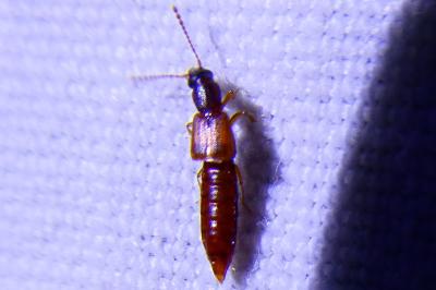 <i>Manda mandibularis</i>