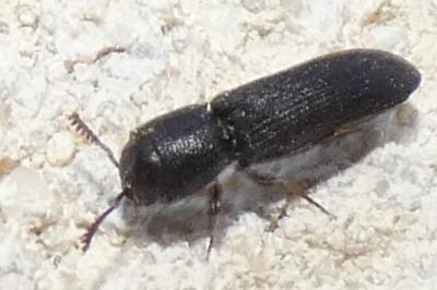 <i>Melasis buprestoides</i>